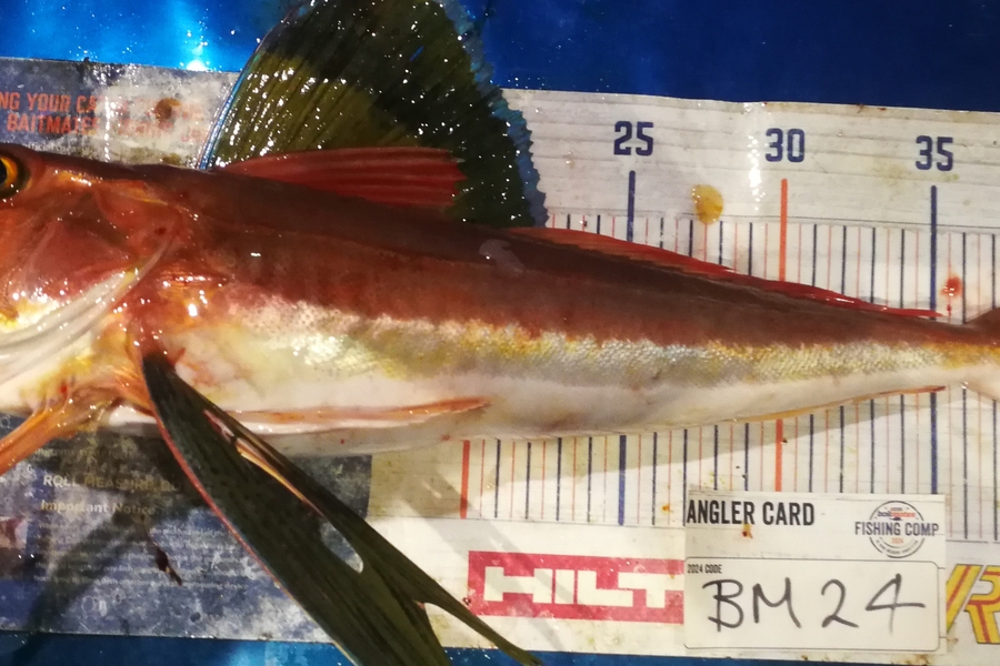 Leigh Page caught this 43.5cm Gurnard at Wellington during The Export NZ Fishing Competition