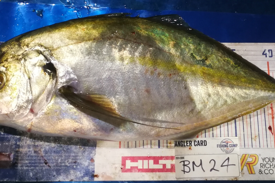 Leigh Page caught this 47cm Trevally at Wellington during The Export NZ Fishing Competition