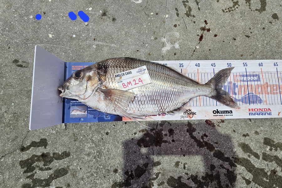 David  Douglas  caught this 47.0cm Tarakihi at Wellington during The Export NZ Fishing Competition