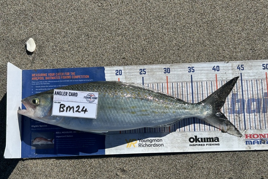 Max Brookbanks caught this 40.0cm Kahawai at Bay of Plenty during The Export NZ Fishing Competition