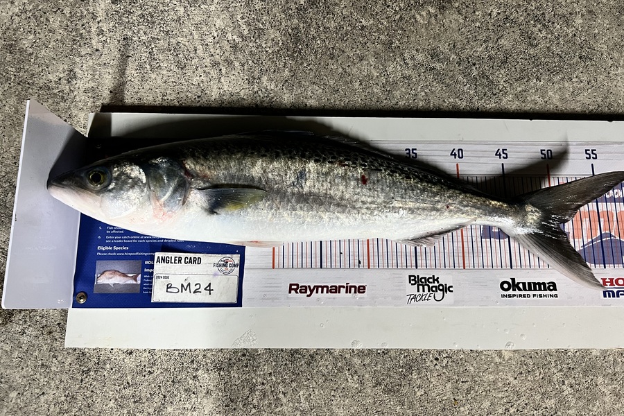 Sharon Cretney caught this 50.5cm Kahawai at Wairarapa
 during The Export NZ Fishing Competition
