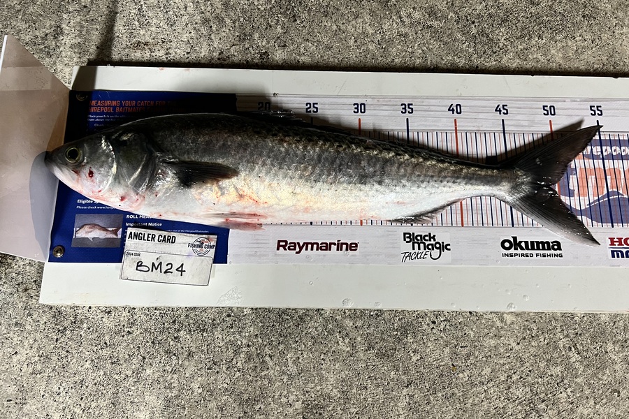 Chaz George caught this 49.0cm Kahawai at Wairarapa
 during The Export NZ Fishing Competition