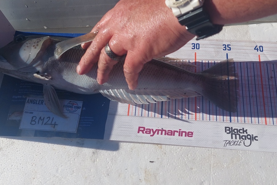 Hadleigh Brewer caught this 36.0cm Blue Cod at Wellington during The Export NZ Fishing Competition