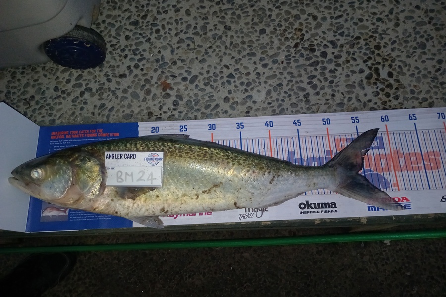 Richard Mcginley caught this 54.0cm Kahawai at Bay of Plenty during The Export NZ Fishing Competition