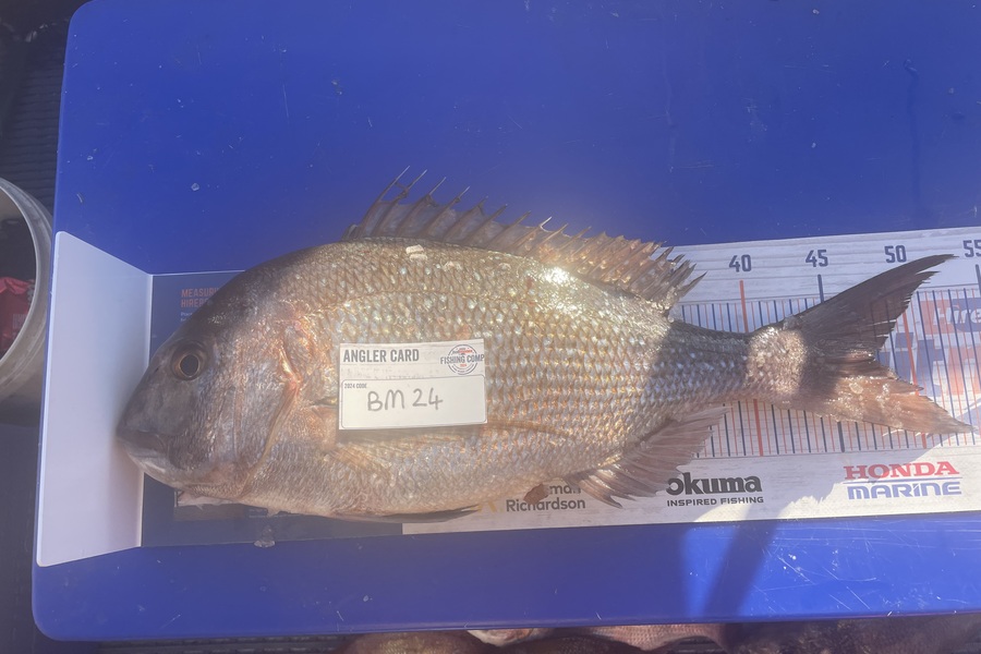 Ashton Newland caught this 47.5cm Snapper at Bay of Plenty during The Export NZ Fishing Competition