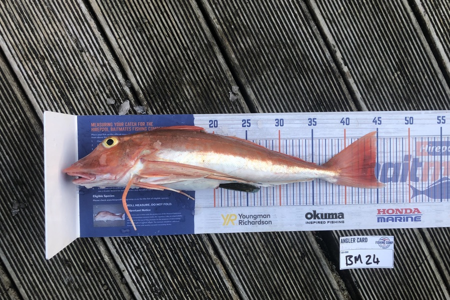 Andrew Froome caught this 44.5cm Gurnard at Taranaki during The Export NZ Fishing Competition
