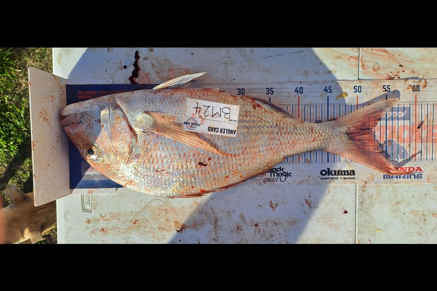 Dave Paul caught this 52.0cm Snapper at Hawkes Bay during The Export NZ Fishing Competition