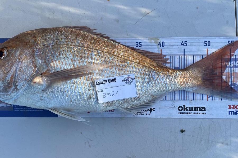 Zachary McCallum caught this 53.0cm Snapper at Manawatu during The Export NZ Fishing Competition