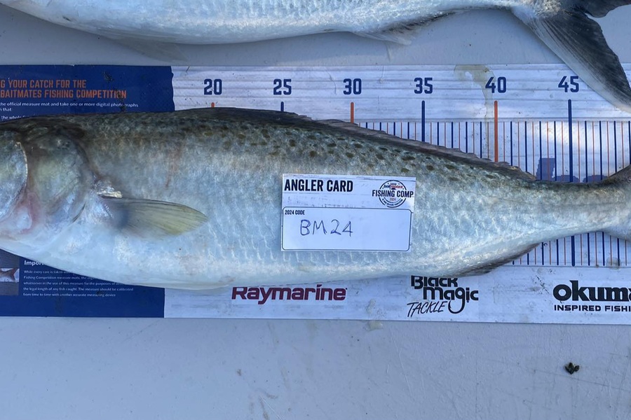 Zachary McCallum caught this 53.0cm Kahawai at Manawatu during The Export NZ Fishing Competition