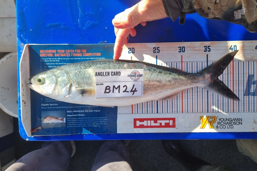 Ayla Gillespie caught this 36.5cm Kahawai at Nelson/Marlborough during The Export NZ Fishing Competition