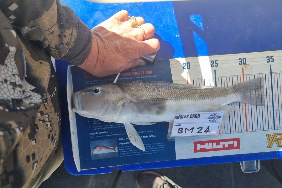 Hazel Gillespie caught this 33.5cm Blue Cod at Nelson/Marlborough during The Export NZ Fishing Competition