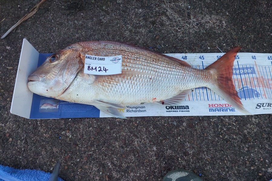 Karl Williamson caught this 52.5cm Snapper at Auckland during The Export NZ Fishing Competition