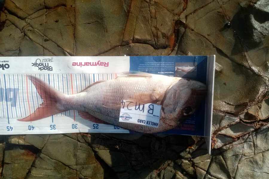 Bodhi Bishop Saunders caught this 36.5cm Snapper at Coromandel during The Export NZ Fishing Competition