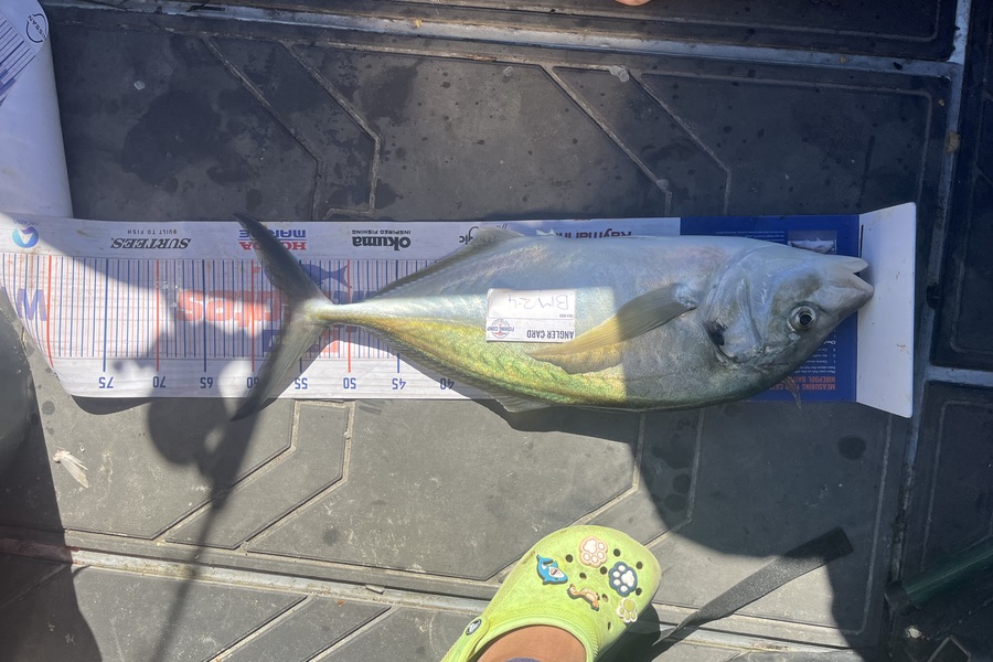 Alex White caught this 56.5cm Trevally at Northland during The Export NZ Fishing Competition