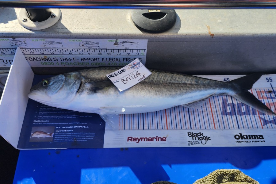 luke Curtis caught this 48.0cm Kahawai at Coromandel during The Export NZ Fishing Competition