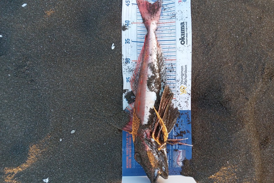 Kieran Fenn caught this 45.0cm Gurnard at Hawkes Bay during The Export NZ Fishing Competition
