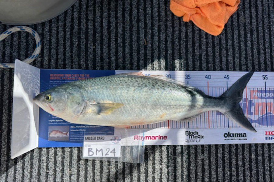 Steve Watt caught this 48cm Kahawai at Wellington during The Export NZ Fishing Competition