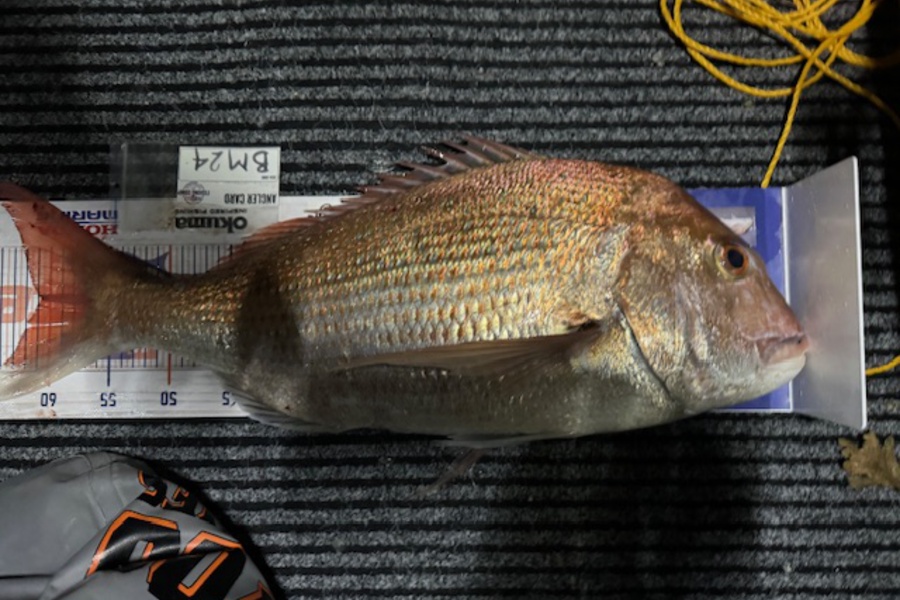 Steve Watt caught this 60.5cm Snapper at Wellington during The Export NZ Fishing Competition