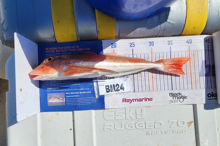 Rex Wilson caught this 37.5cm Gurnard at Bay of Plenty during The Export NZ Fishing Competition