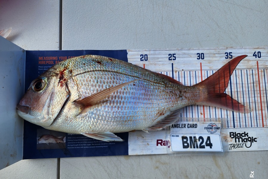 Rex Wilson caught this 33.5cm Snapper at Bay of Plenty during The Export NZ Fishing Competition