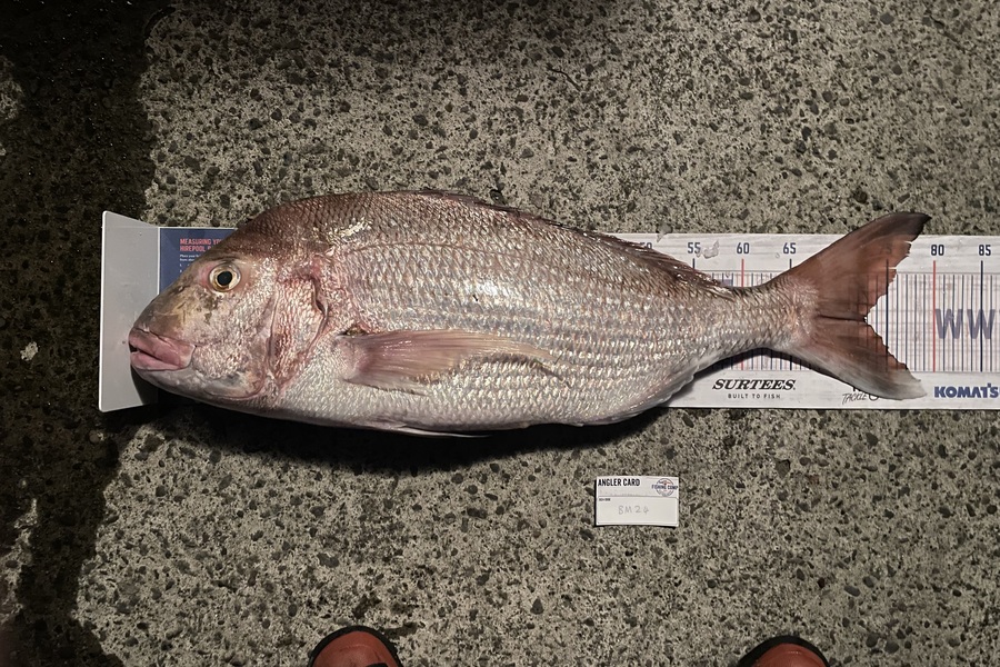 Jack Ogden caught this 73.0cm Snapper at Bay of Plenty during The Export NZ Fishing Competition