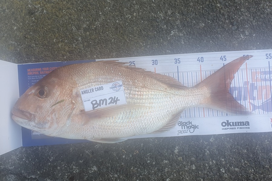 Stephen Torrey caught this 45.5cm Snapper at Coromandel during The Export NZ Fishing Competition