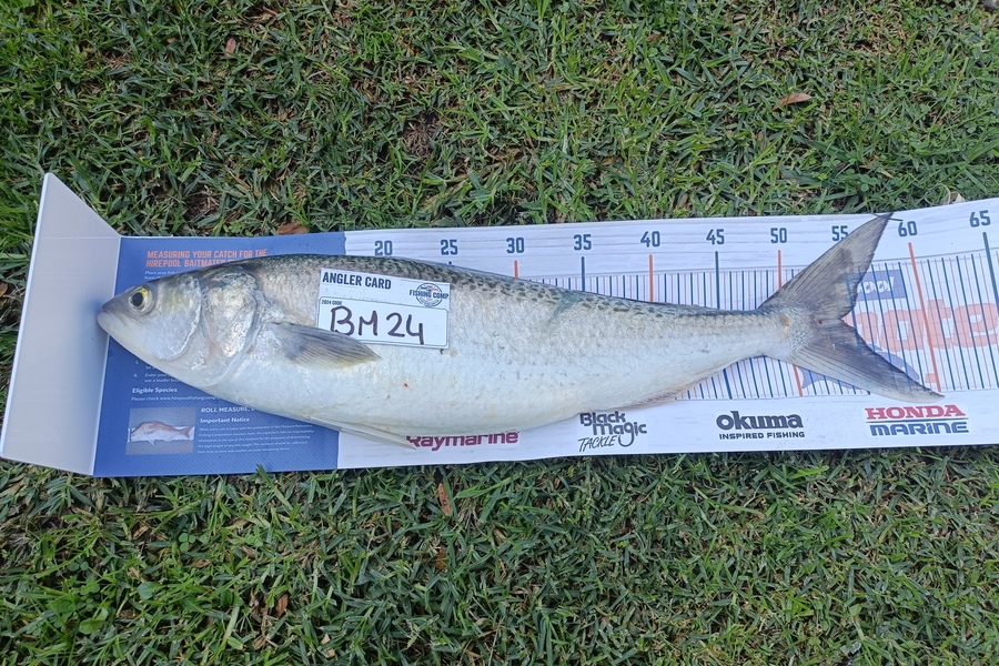 Daffy Suniel caught this 54.0cm Kahawai at Taranaki during The Export NZ Fishing Competition