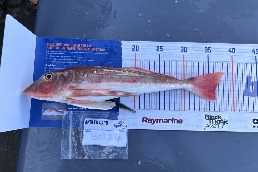 Jaxson Burns caught this 36.0cm Gurnard at Auckland during The Export NZ Fishing Competition