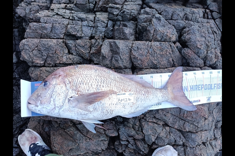 Daniel Hilton caught this 87.0cm Snapper at Northland during The Export NZ Fishing Competition