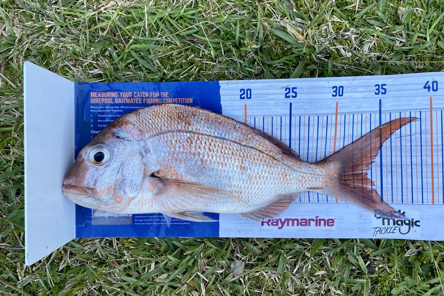 Stephan Crowle caught this 33.5cm Snapper at Auckland during The Export NZ Fishing Competition