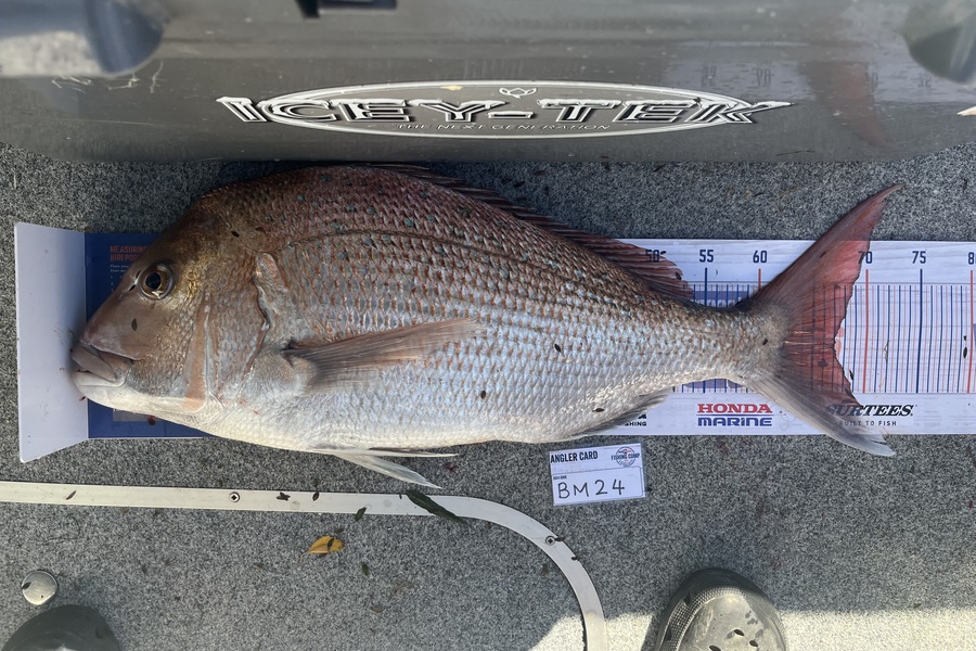 Lisa Lamb caught this 67.0cm Snapper at Nelson/Marlborough during The Export NZ Fishing Competition