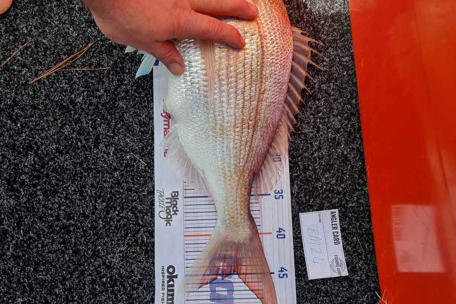 Harvey Jennings caught this 45.0cm Snapper at Auckland during The Export NZ Fishing Competition