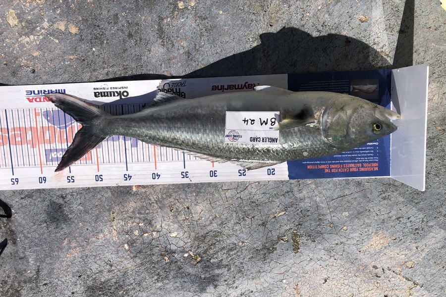 Steph Sadler caught this 52.0cm Kahawai at Taranaki during The Export NZ Fishing Competition