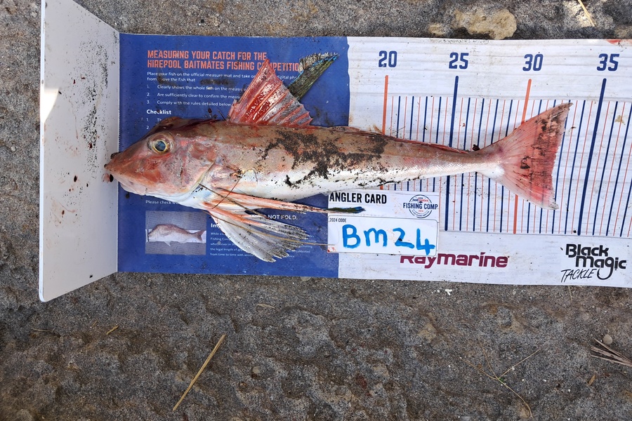 Jordan Reardon caught this 32.5cm Gurnard at Waikato during The Export NZ Fishing Competition