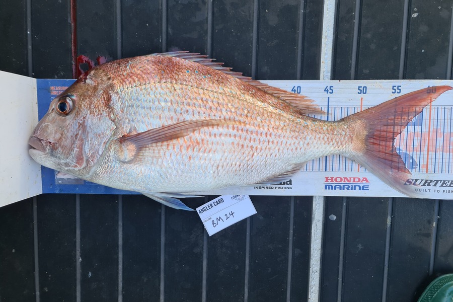 Scott Bassett caught this 55.0cm Snapper at Wellington during The Export NZ Fishing Competition