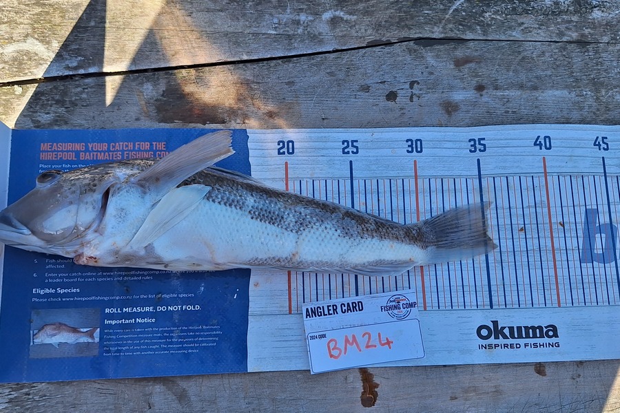 Sam Connor caught this 35.0cm Blue Cod at Otago during The Export NZ Fishing Competition