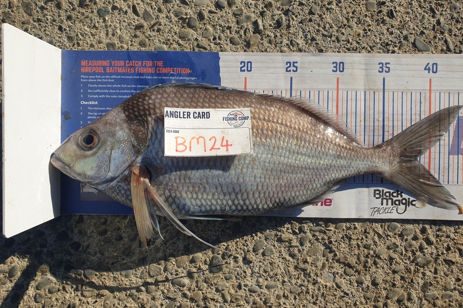 Rodney Niven caught this 38.5cm Tarakihi at Wellington during The Export NZ Fishing Competition