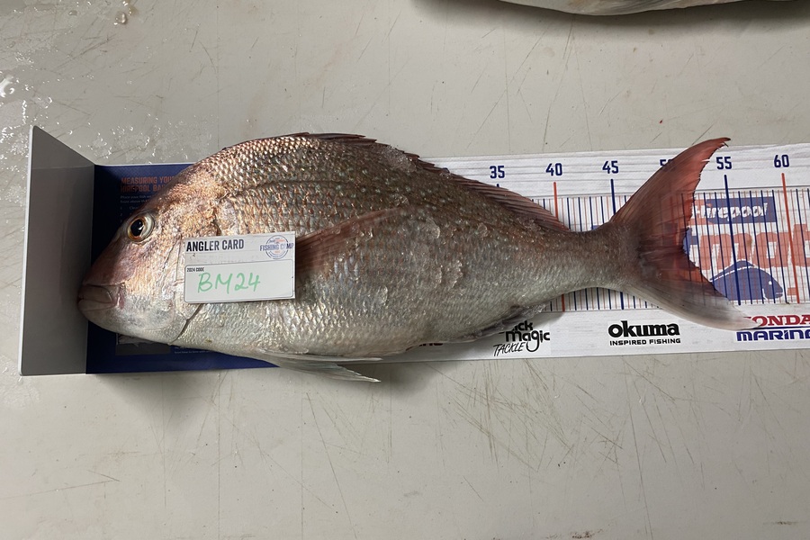 Tui Williams caught this 50.5cm Snapper at Waikato during The Export NZ Fishing Competition