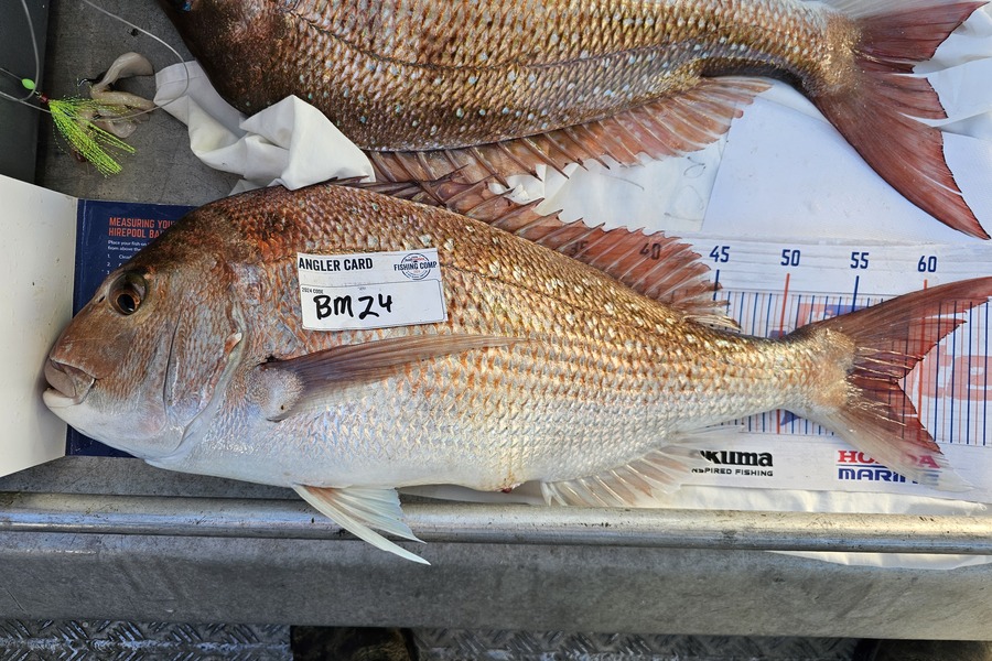 Phillip Rose caught this 58.5cm Snapper at Nelson/Marlborough during The Export NZ Fishing Competition