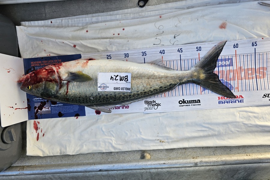 Phillip Rose caught this 53.5cm Kahawai at Nelson/Marlborough during The Export NZ Fishing Competition