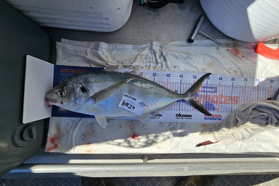 Phillip Rose caught this 50.5cm Trevally at Nelson/Marlborough during The Export NZ Fishing Competition