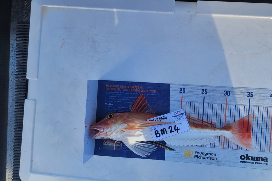 Alan Dean McCarthy caught this 35.5cm Gurnard at Nelson/Marlborough during The Export NZ Fishing Competition