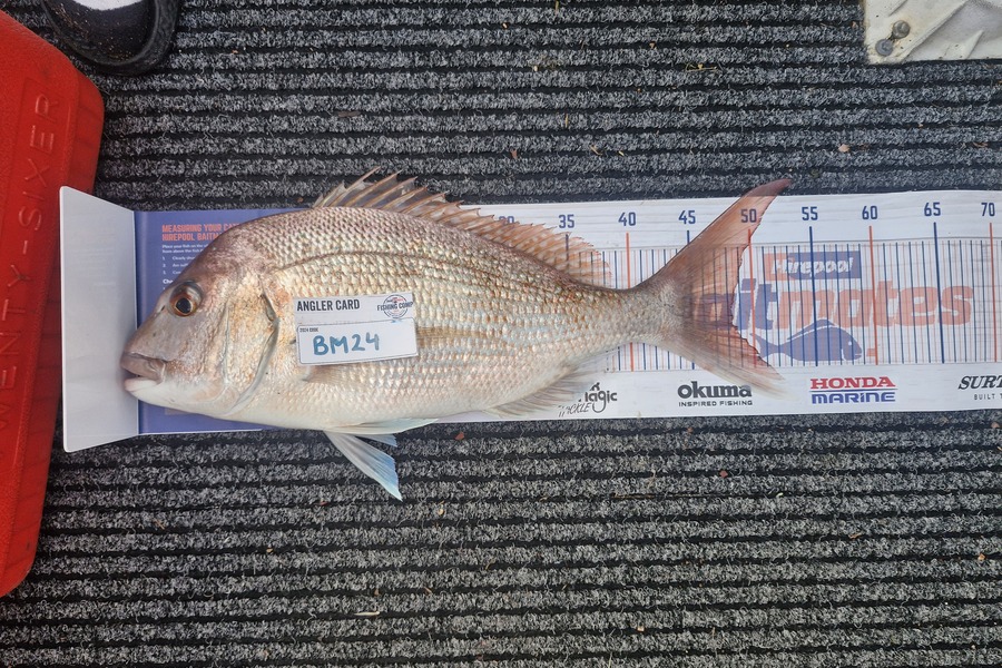 Keanu Farmer caught this 48.0cm Snapper at Coromandel during The Export NZ Fishing Competition