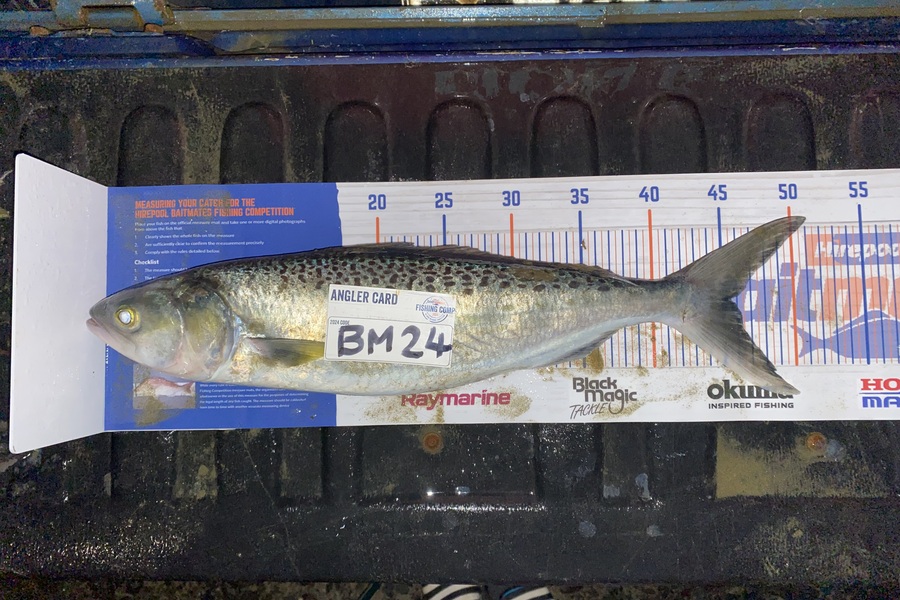 Tyra Morphett caught this 45.5cm Kahawai at Northland during The Export NZ Fishing Competition