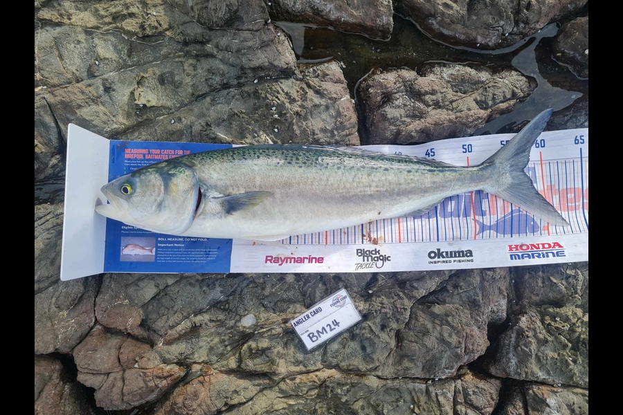 Paul White caught this 56cm Kahawai at East Cape during The Export NZ Fishing Competition
