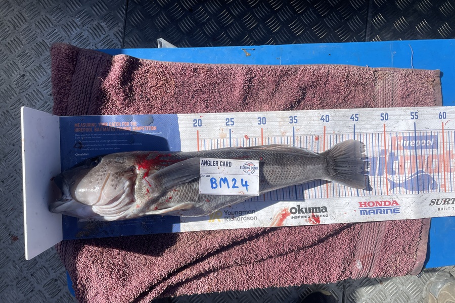Rob Riley caught this 46.5cm Blue Cod at Nelson/Marlborough during The Export NZ Fishing Competition
