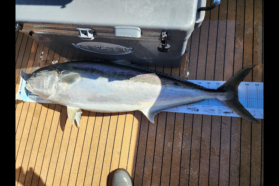 Jesse Crasborn caught this 135.5cm Kingfish at Nelson/Marlborough during The Export NZ Fishing Competition