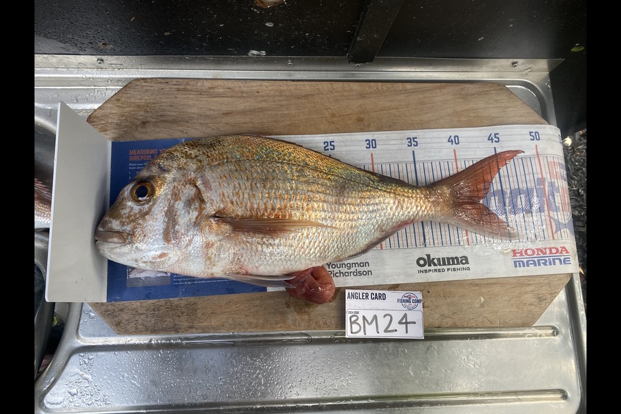 Shawn Beer caught this 42.0cm Snapper at Coromandel during The Export NZ Fishing Competition