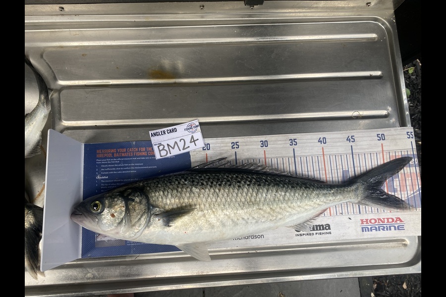 Shawn Beer caught this 49.0cm Kahawai at Coromandel during The Export NZ Fishing Competition