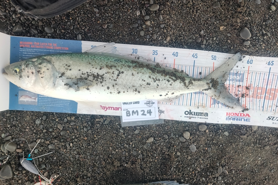 Marc Taylor caught this 53.5cm Kahawai at Canterbury during The Export NZ Fishing Competition